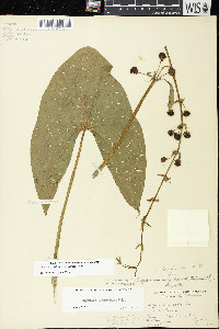 Sagittaria brevirostra image