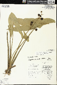 Sagittaria brevirostra image