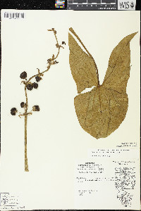 Sagittaria brevirostra image