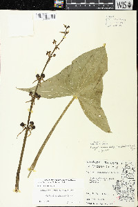 Sagittaria brevirostra image