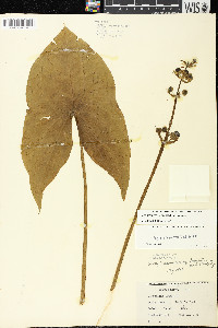 Sagittaria brevirostra image