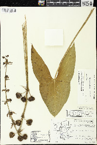 Sagittaria brevirostra image