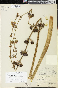 Sagittaria brevirostra image