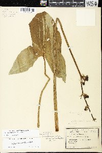 Sagittaria brevirostra image