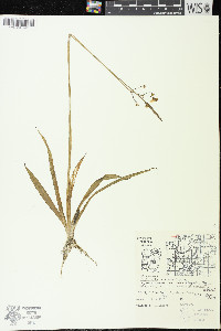 Sagittaria cristata image