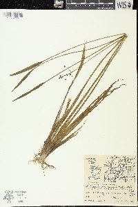 Sagittaria cristata image