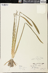 Sagittaria cristata image