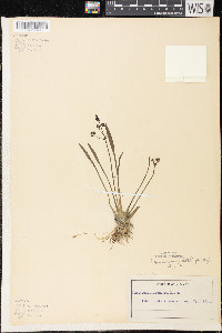 Sagittaria cristata image