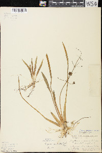 Sagittaria cristata image