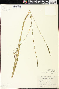 Sagittaria cristata image