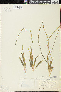 Sagittaria cristata image