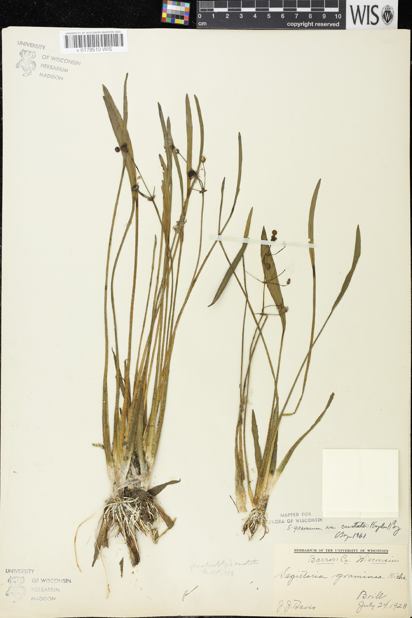 Sagittaria cristata image
