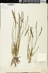 Sagittaria cristata image