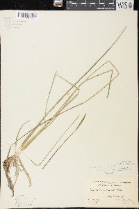 Sagittaria cristata image