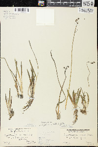 Sagittaria cristata image