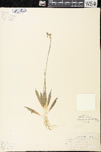 Sagittaria cristata image