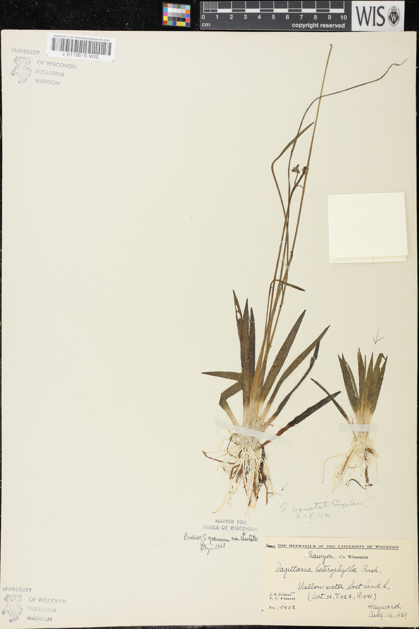 Sagittaria cristata image