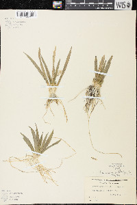Sagittaria cristata image