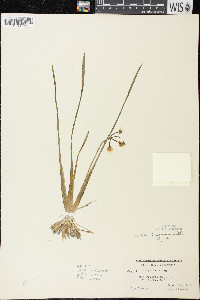 Sagittaria cristata image