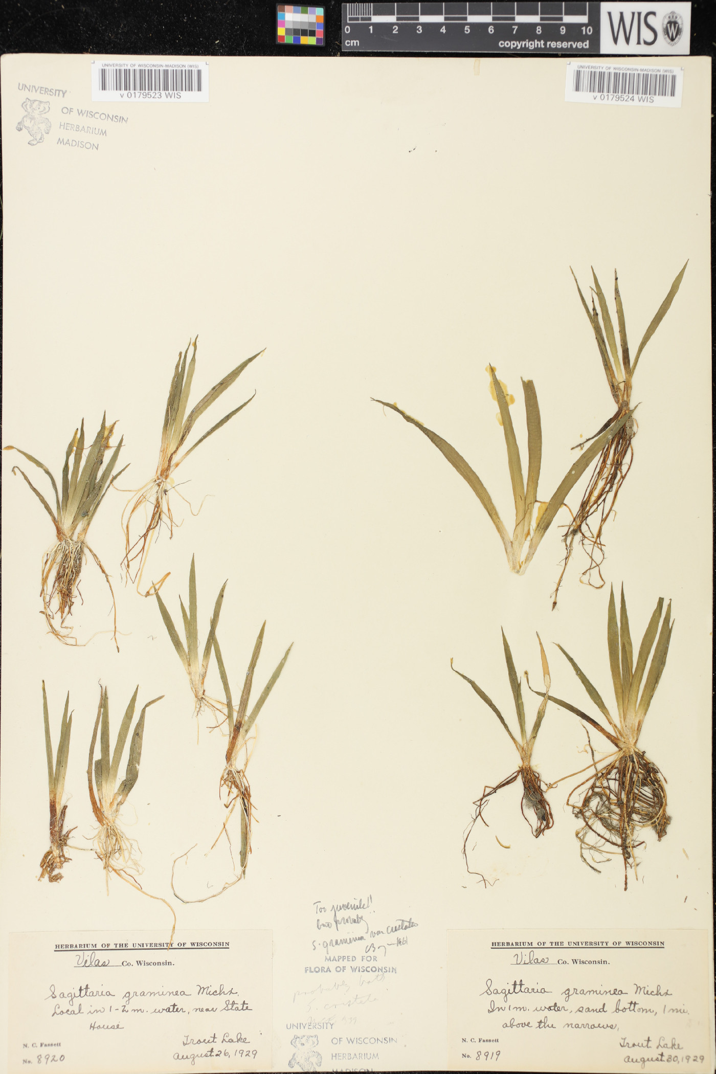 Sagittaria cristata image