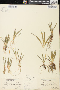 Sagittaria cristata image