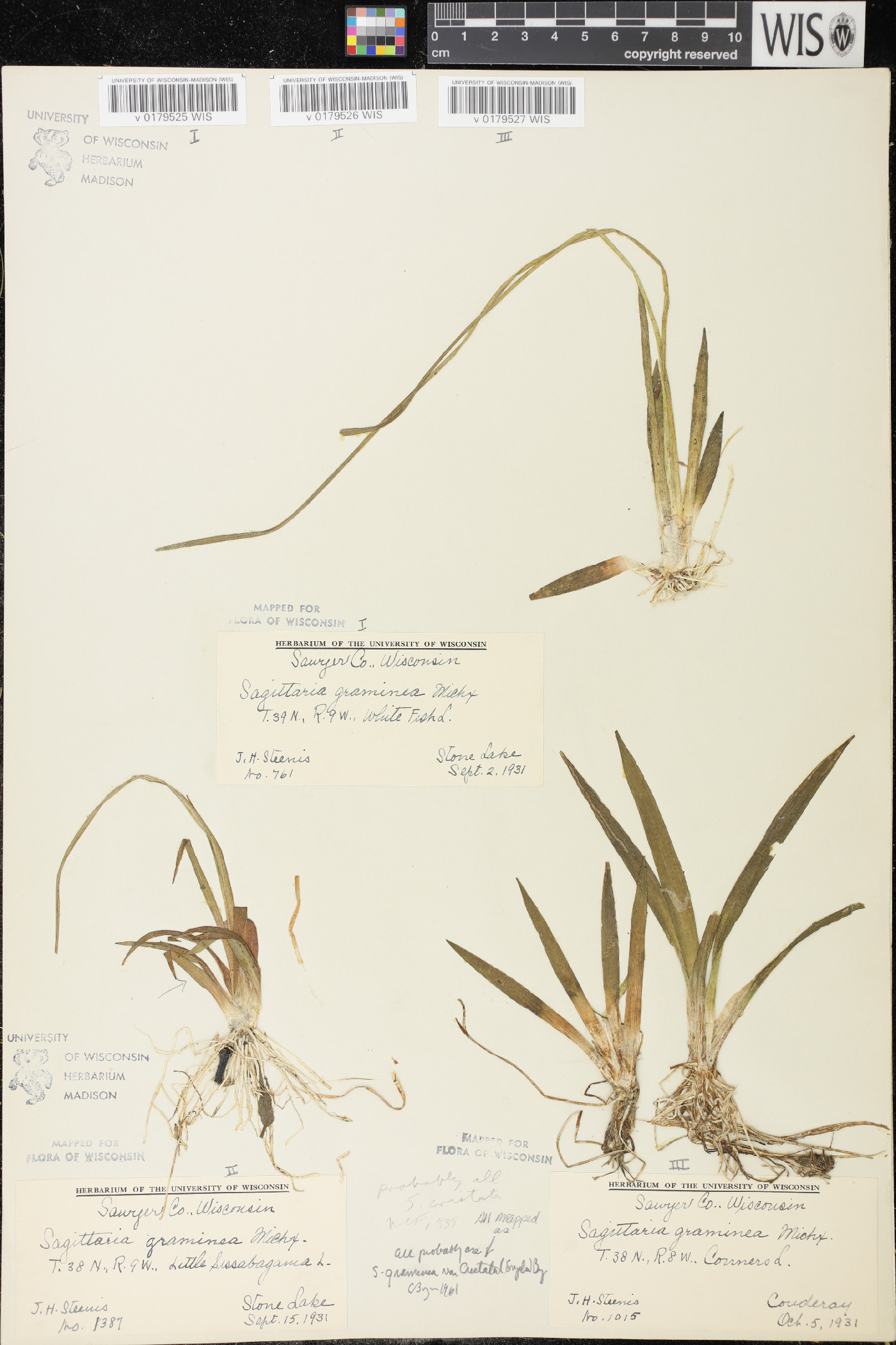 Sagittaria cristata image