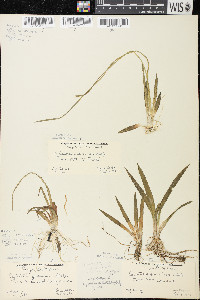 Sagittaria cristata image