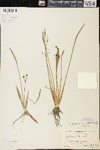 Sagittaria cristata image