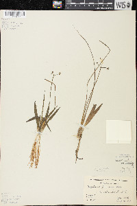 Sagittaria cristata image