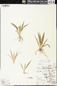 Sagittaria cristata image