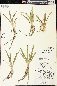 Sagittaria cristata image