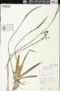 Sagittaria cristata image