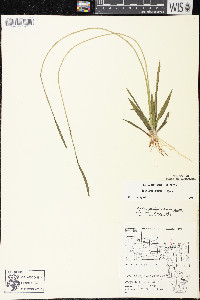 Sagittaria cristata image