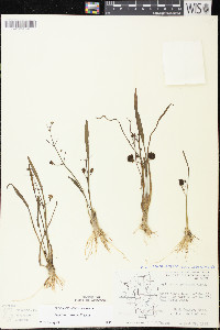 Sagittaria cristata image