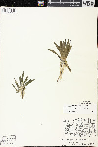 Sagittaria cristata image