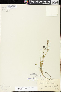 Sagittaria cristata image