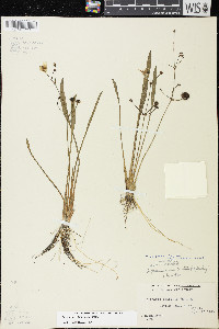 Sagittaria cristata image