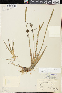 Sagittaria cristata image