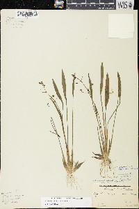 Sagittaria cristata image