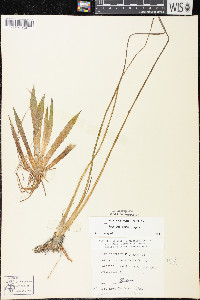 Sagittaria cristata image