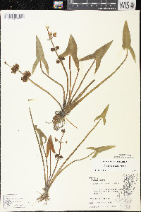 Sagittaria cuneata image