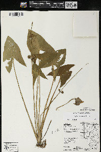 Sagittaria cuneata image