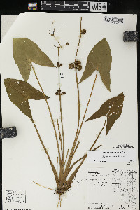 Sagittaria cuneata image