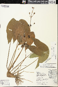 Sagittaria cuneata image