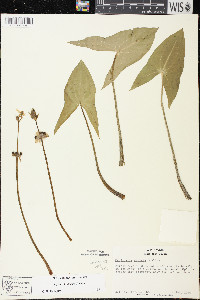 Sagittaria cuneata image