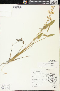 Sagittaria cuneata image