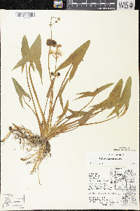 Sagittaria cuneata image