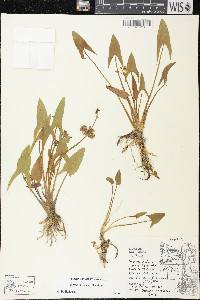 Sagittaria cuneata image