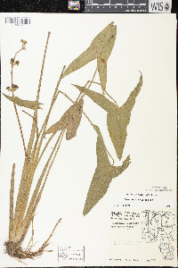 Sagittaria cuneata image