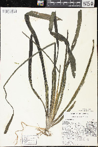 Sagittaria cuneata image